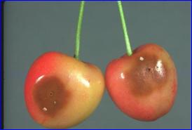 Kiraz sineği zararı.